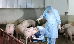 TPHCM tăng cường kiểm soát dịch bệnh trên đàn vật nuôi cao điểm mùa mưa bão