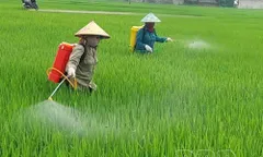 Tập trung chuẩn bị xuống giống vụ lúa thu đông và lúa mùa