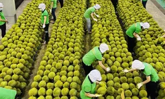 Xuất khẩu nông sản của Việt Nam đạt 25,66 tỷ USD trong 8 tháng qua