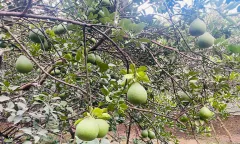 Mô hình trồng bưởi đạt hiệu quả cao