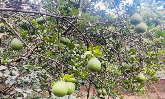 Mô hình trồng bưởi đạt hiệu quả cao