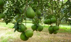 Để cây bưởi cho năng suất cao