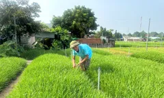 Trồng rau hẹ hướng đi hiệu quả cho bà con Long Hương