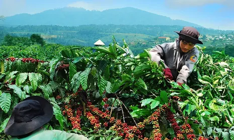 Phê duyệt Đề án “Phát triển vùng nguyên liệu nông, lâm, thủy sản tập trung giai đoạn 2026-2030”
