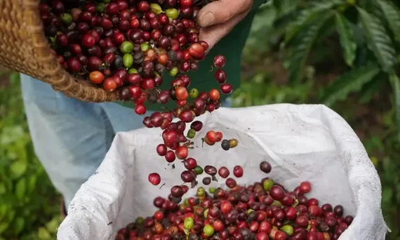 Tận dụng phụ phẩm cà phê, hướng đến nông nghiệp tuần hoàn