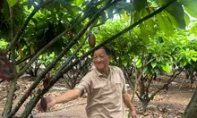 Ca cao cây trồng chủ lực tại khu vực phía Đông thành phố