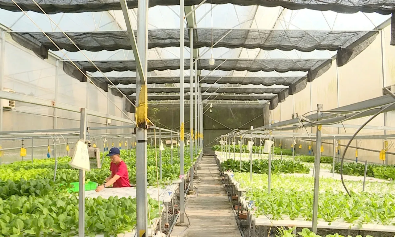 OCOP - Thúc đẩy tăng trưởng kinh tế nông thôn