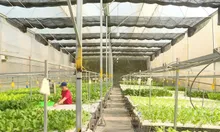 OCOP - Thúc đẩy tăng trưởng kinh tế nông thôn