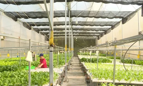 OCOP - Thúc đẩy tăng trưởng kinh tế nông thôn