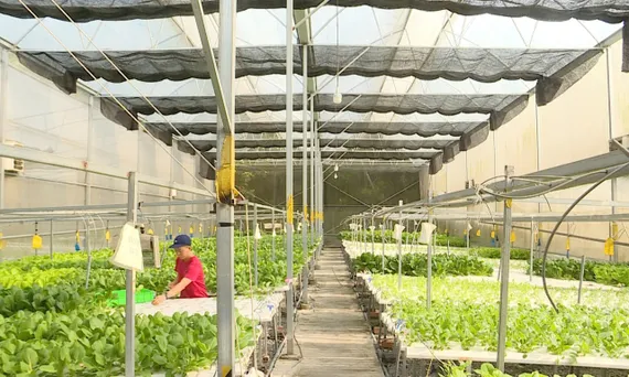 OCOP - Thúc đẩy tăng trưởng kinh tế nông thôn