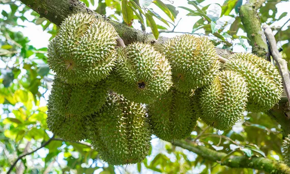 Để sầu riêng đạt năng suất phục vụ thị trường Tết Nguyên đán 2027