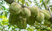 Để sầu riêng đạt năng suất phục vụ thị trường Tết Nguyên đán 2027