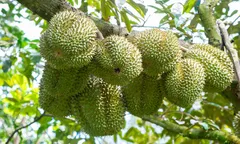Để sầu riêng đạt năng suất phục vụ thị trường Tết Nguyên đán 2027