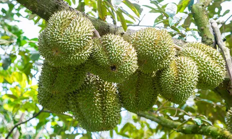 Để sầu riêng đạt năng suất phục vụ thị trường Tết Nguyên đán 2027