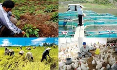 Phát triển chăn nuôi, trồng trọt kết hợp du lịch sinh thái - hướng đi đem lại doanh thu cao