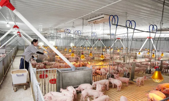 Phát triển ngành chăn nuôi hiệu quả và bền vững