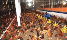 Những nguy cơ thường gặp và giải pháp bảo vệ đàn gia súc, gia cầm hiệu quả