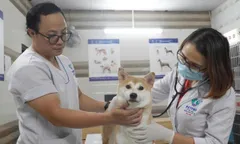 Nguyên nhân và giải pháp phòng, chữa bệnh cho thú nuôi chó, mèo