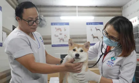 Nguyên nhân và giải pháp phòng, chữa bệnh cho thú nuôi chó, mèo