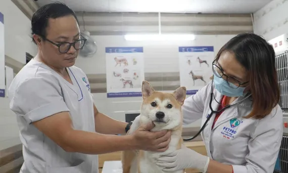 Nguyên nhân và giải pháp phòng, chữa bệnh cho thú nuôi chó, mèo