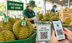 Đơn giản hóa thủ tục hành chính về mã số vùng trồng, mã số cơ sở đóng gói