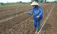 Tập trung chăm sóc rau màu phục vụ thị trường Tết Nguyên Đán 2027