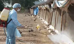 Triển khai tháng vệ sinh, khử trùng tiêu độc môi trường chăn nuôi trên địa bàn Thành phố