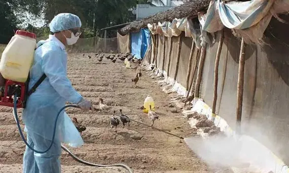 Triển khai tháng vệ sinh, khử trùng tiêu độc môi trường chăn nuôi trên địa bàn Thành phố