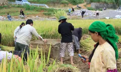 UNDP ghi nhận Việt Nam thuộc nhóm giảm nghèo đa chiều nhanh trên thế giới