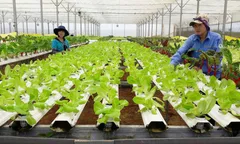 Nâng cao chất lượng, hiệu quả hoạt động của khu vực kinh tế tập thể