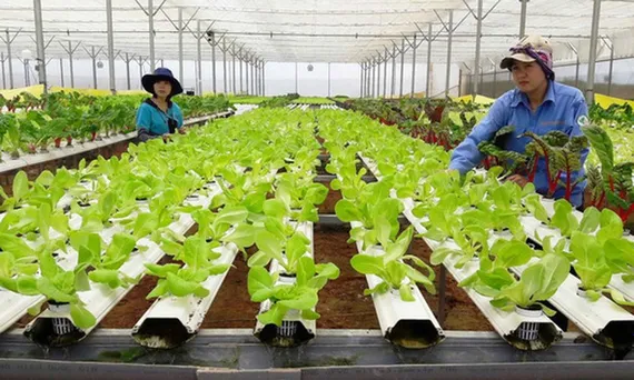 Nâng cao chất lượng, hiệu quả hoạt động của khu vực kinh tế tập thể