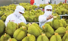 Khu vực phía Nam xuất khẩu nông sản đạt hơn 29,43 tỷ USD