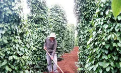 Để cây hồ tiêu khoẻ và đạt năng suất