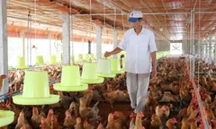 Xây dựng mô hình chăn nuôi tuần hoàn hiệu quả