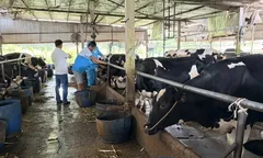 Giám sát bệnh Cúm gia cầm trên đàn bò sữa