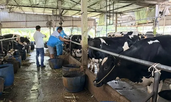 Giám sát bệnh Cúm gia cầm trên đàn bò sữa