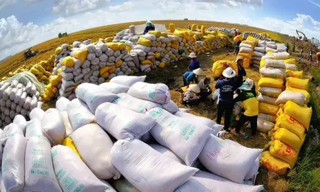 Việt Nam có 123.000 tấn gạo phát thải thấp đạt chứng nhận