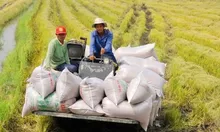 Sản xuất giảm phát thải, nâng tầm giá trị hạt gạo Việt