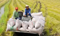 Sản xuất giảm phát thải, nâng tầm giá trị hạt gạo Việt