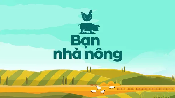 Ruộng lúa quá đẹp nhờ Phân bón Kim Phú Nông