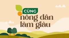 Chăm sóc vườn bưởi chuẩn bị đón Tết – trái đẹp, cây khỏe, hiệu quả cao