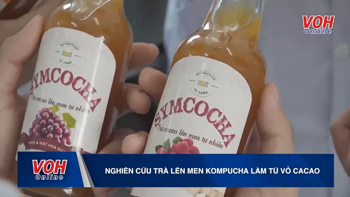 Trà lên men kombucha từ vỏ cacao